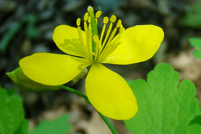 flower of the celandine plant to remove papillomas
